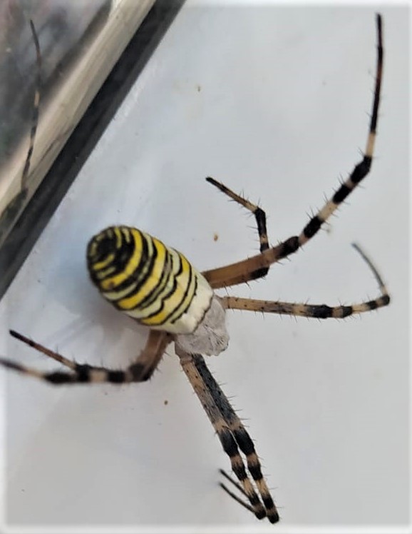 Conferma sesso Argiope bruennichi: femmine - Cave (RM)